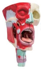 鼻、口、咽喉腔分解模型