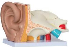 耳（外、中、內）解剖